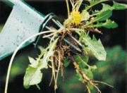 man doing autumn chores in yard