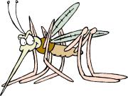 mosquito