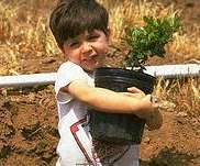 Planting a Tree in the Landscape